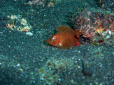 ニセボロカサゴ幼魚