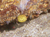 コンゴウフグ幼魚