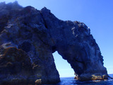 海老根