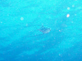 イトヒキアジ幼魚