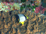 ヤリカタギ幼魚