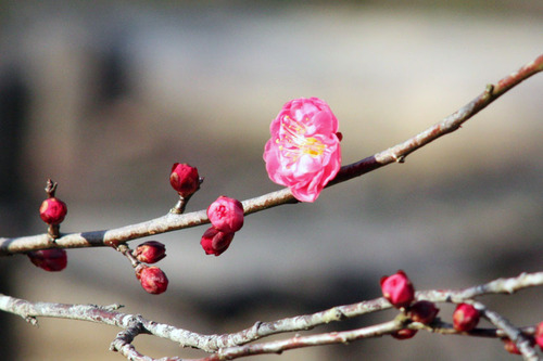 ume1H240204