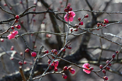 ume3H240204