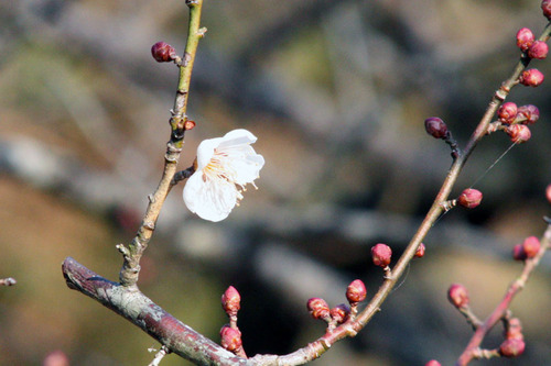 ume2H240204