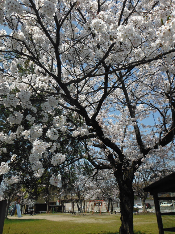 公園