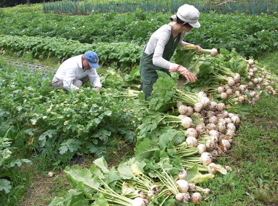 カブ収穫