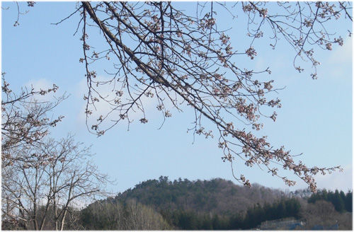 桜