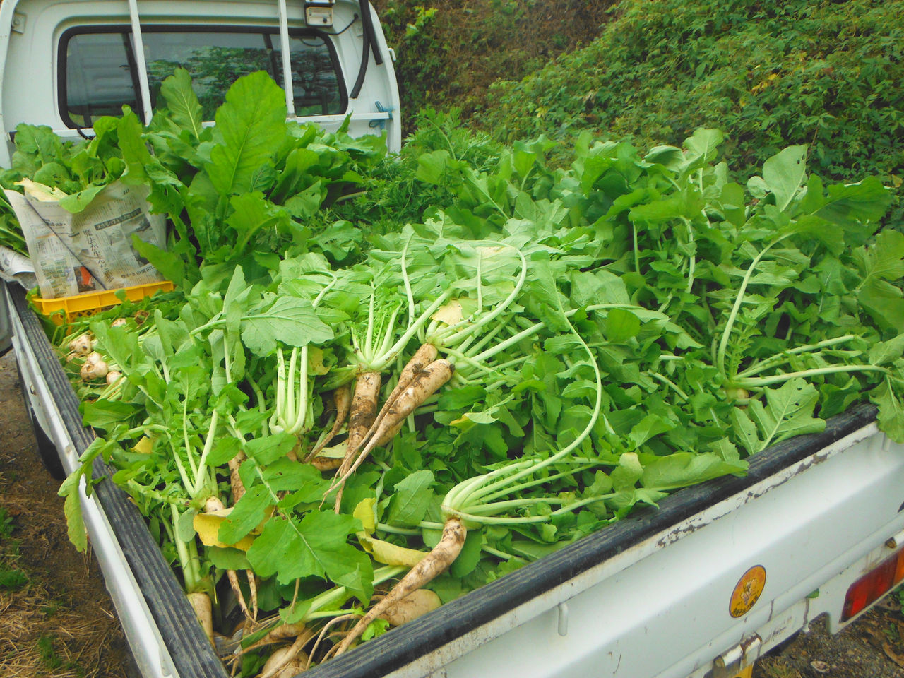 軽トラ野菜