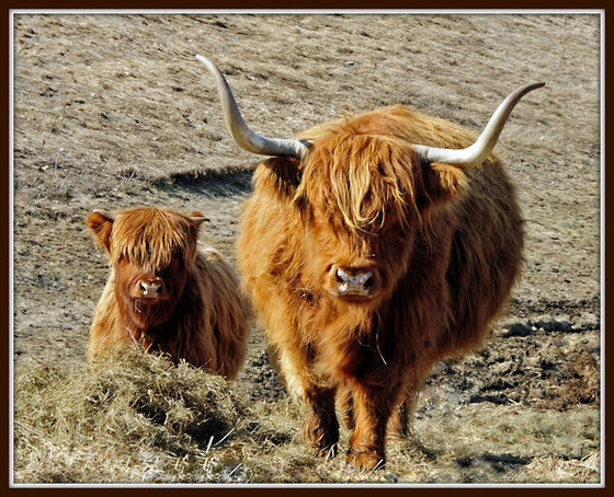 highland-bull-and-calf_l
