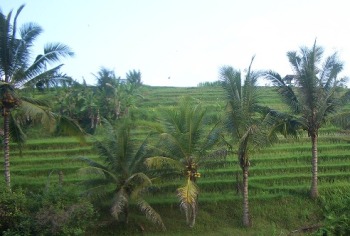 michiyasi
