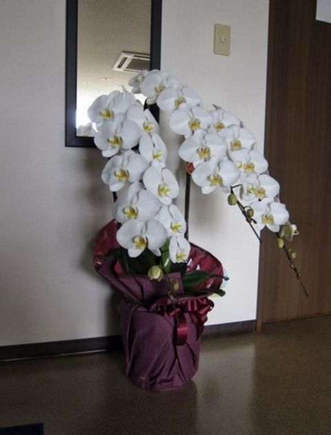 IMG_0240_R_R