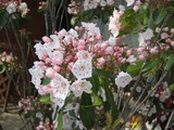 ピンクのお花