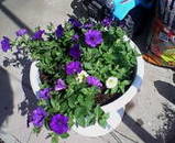 purple