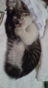 ねこ