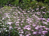紫のお花