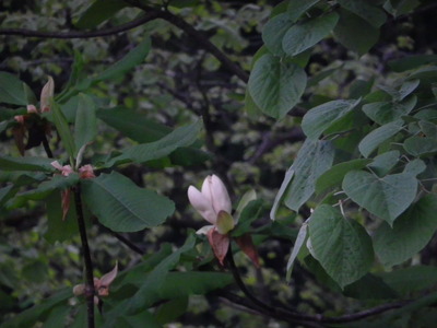 IMGP0625