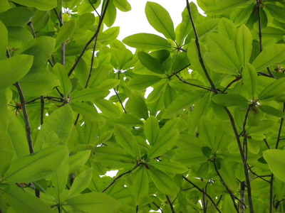 IMGP0637