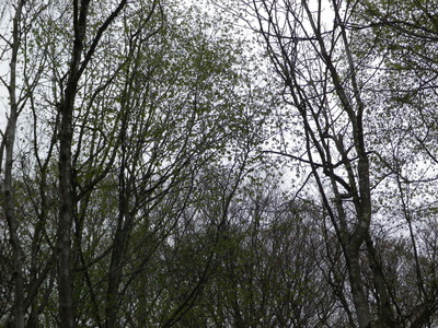 IMGP0384