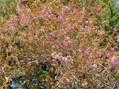 IMGP0581