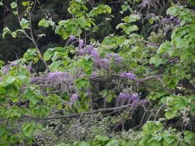 IMGP0629