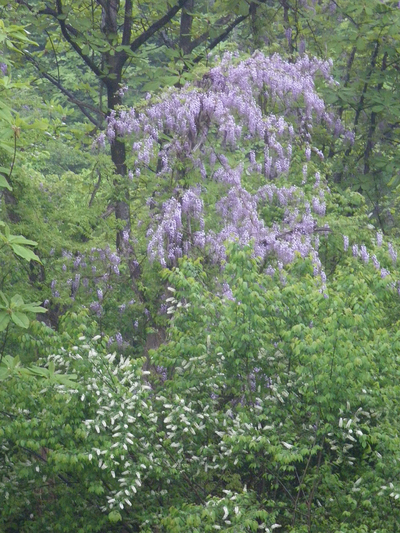 IMGP1061s