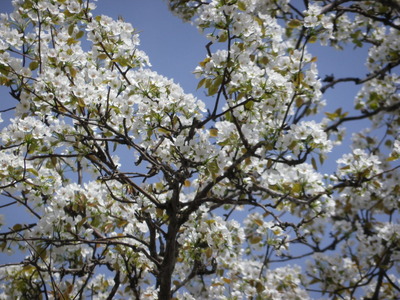 IMGP0507