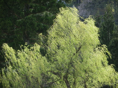 IMGP0514