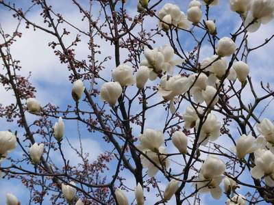 IMGP0381