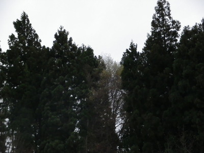 IMGP0376
