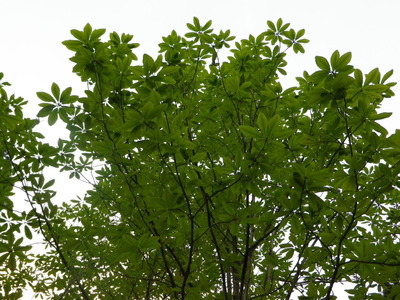 IMGP0641
