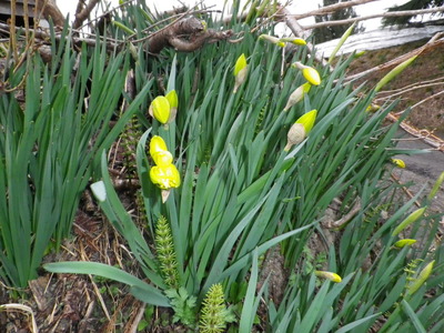 IMGP0372