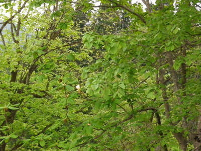 IMGP0626