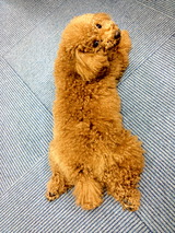 社員犬もも