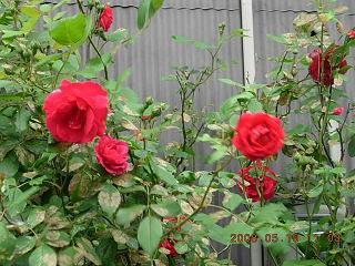 薔薇1
