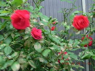 薔薇2