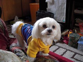 更紗1