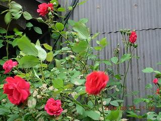 薔薇3