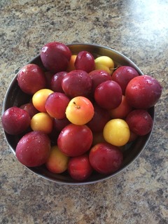 Plum1