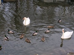 Swan Pitt River