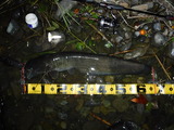 DSCF4724