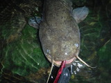 DSCF4668