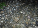 DSCF4634
