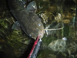DSCF4751