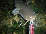 DSCF4791