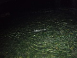 DSCF4718