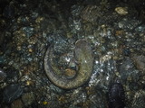 DSCF4649