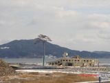 一本松