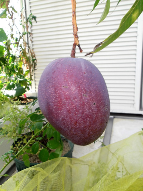 マンゴー苗 土マンゴー（柴マンゴー）実生5年成木