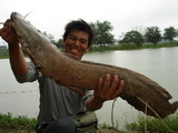 thai-3