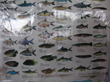 トンレサップ魚種2